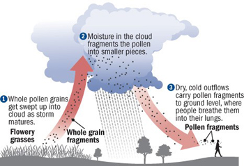 Graphic explaining cycle of thunderstorm asthma