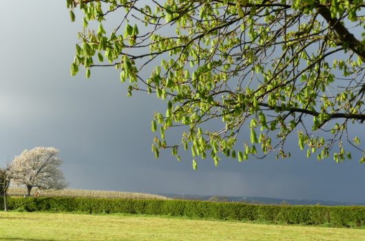Dark sky and storm over green field and blossoming trees